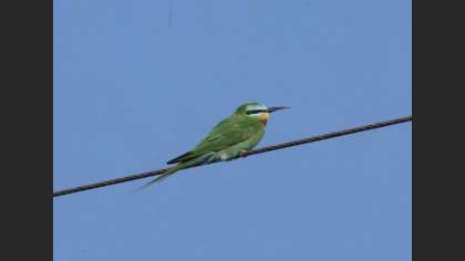 Blue-cheeked Bee-eater