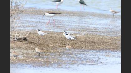 Little Tern