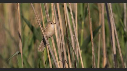 Irak yedikardeşi