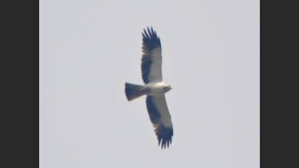 Küçük kartal