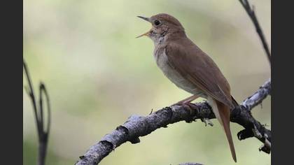 Common Nightingale