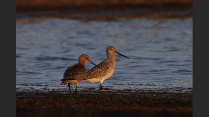Bar-tailed Godwit