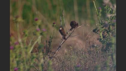 Great Reed Warbler