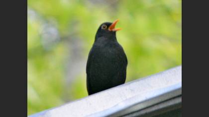 Karatavuk