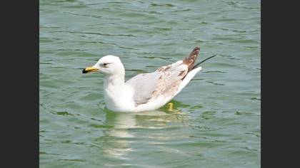 Yellow-legged Gull