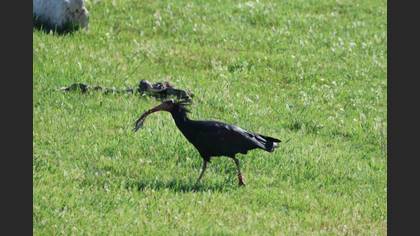 Northern Bald Ibis
