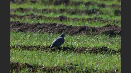 Common Wood Pigeon