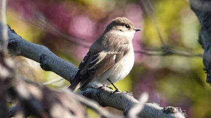 Semicollared Flycatcher