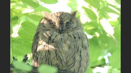 Pallid Scops Owl