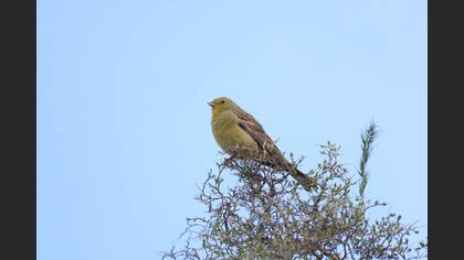 Cinereous Bunting