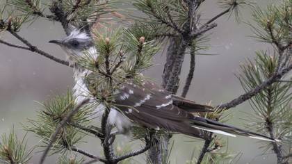 Great Spotted Cuckoo