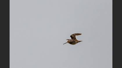 Great Snipe