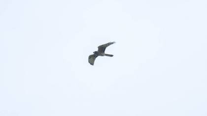 Pallid Harrier