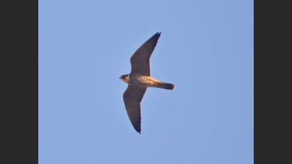 Eurasian Hobby