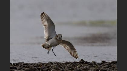 Büyük cılıbıt