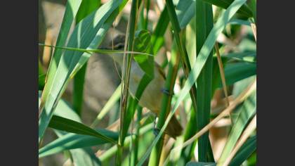 Great Reed Warbler