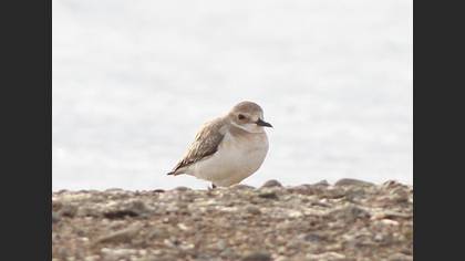 Greater Sand Plover