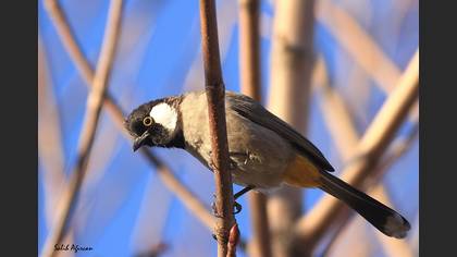 White-eared Bulbul