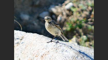 Water Pipit