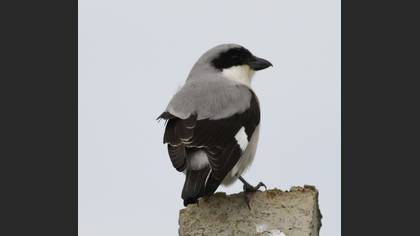 Lesser Grey Shrike
