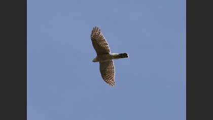 Eurasian Sparrowhawk