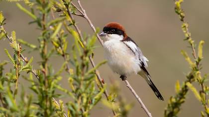 Woodchat Shrike