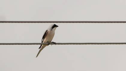 Lesser Grey Shrike