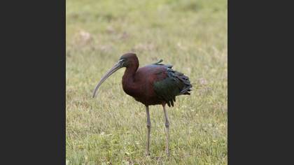 Glossy Ibis