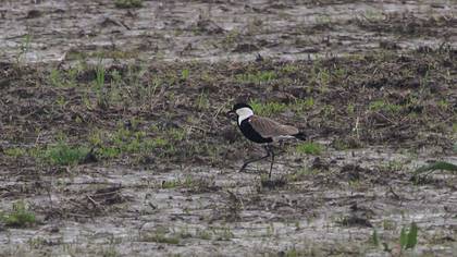 Spur-winged Lapwing