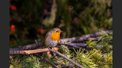 European Robin