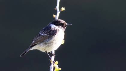 European Stonechat