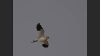 Sociable Lapwing