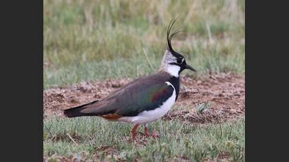Northern Lapwing