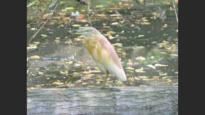 Squacco Heron