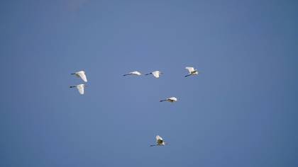 Little Egret