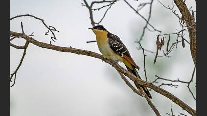 Great Spotted Cuckoo