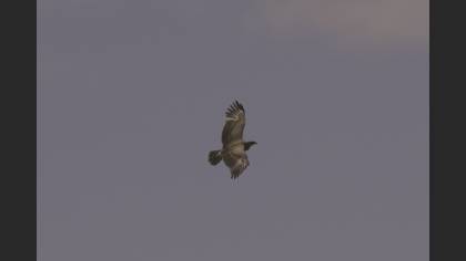 Lesser Spotted Eagle