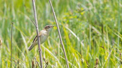 Sedge Warbler