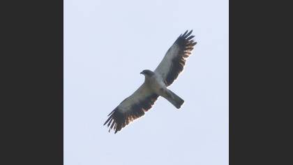Küçük kartal