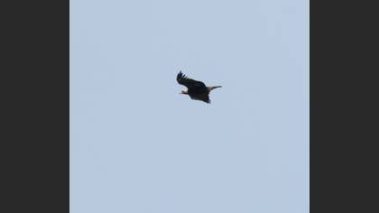 Eastern Imperial Eagle