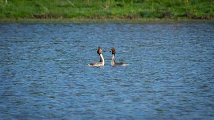 Great Crested Grebe