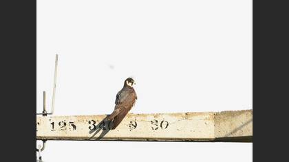 Eurasian Hobby