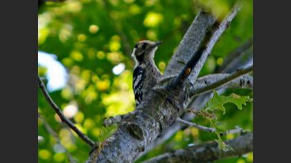 Lesser Spotted Woodpecker