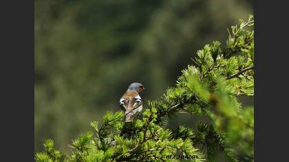 Common Chaffinch