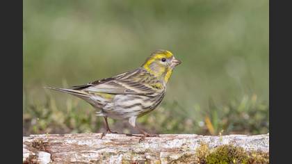 European Serin