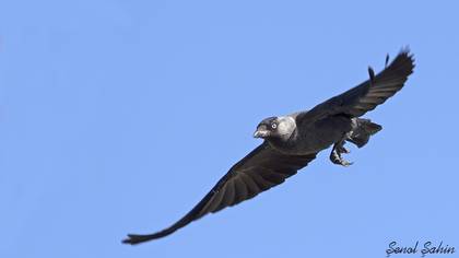 Western Jackdaw