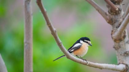 Masked Shrike