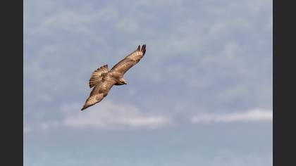 Common Buzzard
