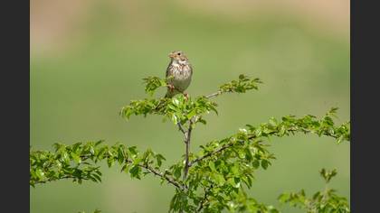 Corn Bunting