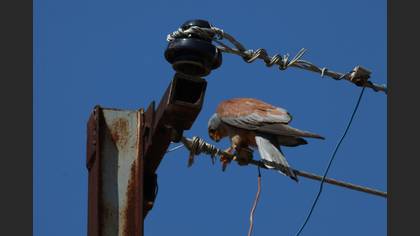 Lesser Kestrel